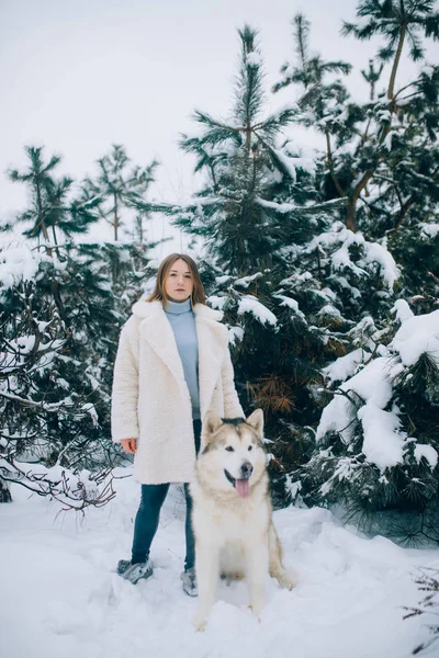 Menina Fica Lado Cão Alasca Malamute Para Passeio Floresta Inverno — Fotografia de Stock