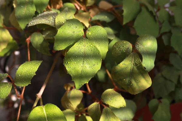室内植物的叶子是一个小水仙 被太阳用波光粼粼的水滴照亮 — 图库照片