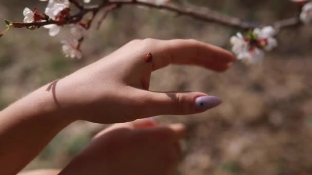 Närbild Nyckel Piga Krypa Längs Kvinnas Hand Mot Bakgrund Blommande — Stockvideo