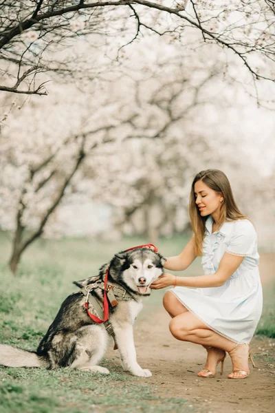 Egy fiatal nő ül mellette a kutya között a virágzó kert. — Stock Fotó