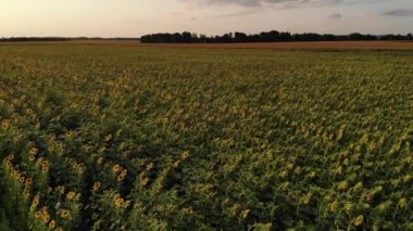 Akşamları ayçiçeği alanının üzerinde drone tarafından havadan anket.