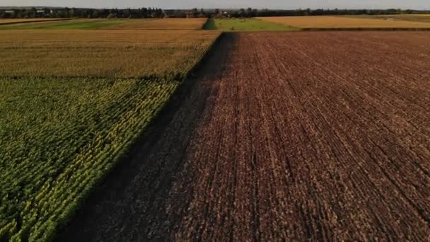 Badanie Lotnicze Przez Drone Powyżej Pola Kukurydzy Słonecznika Pobliżu Ziemi — Wideo stockowe