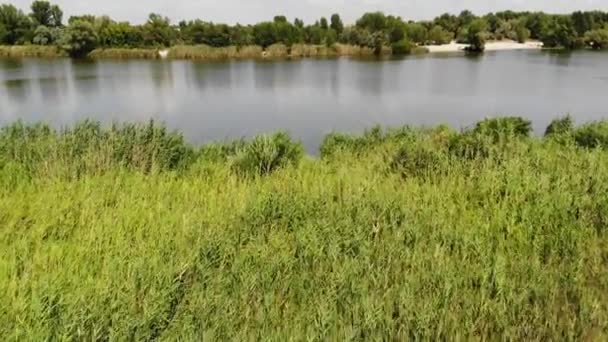 Relevé Aérien Par Drone Dessus Clairière Forêt Travers Rivière Loin — Video