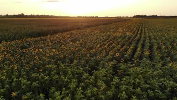 Lucht Onderzoek Door Drone Boven Het Zonnebloem Veld Bij Zonsondergang — Stockvideo