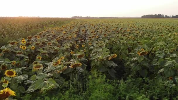 Aerial Survey Drone Sunflower Field Evening Vídeo — Vídeo de stock