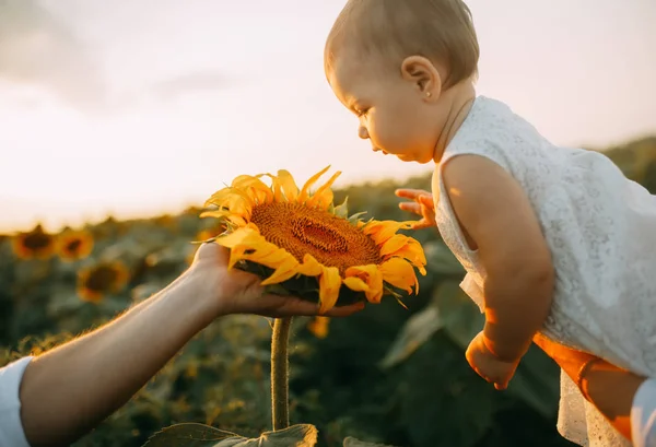 A szülők ragaszkodnak a baba, és úgy néz ki, hogy a napraforgó virág. — Stock Fotó