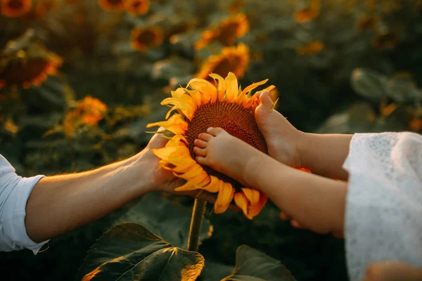 I piedi del bambino sono sull'infiorescenza di girasole . — Foto Stock