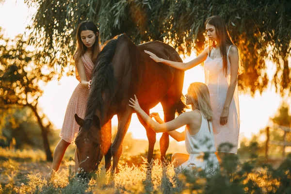 Três mulheres estão ao lado do cavalo ao pôr-do-sol . — Fotografia de Stock