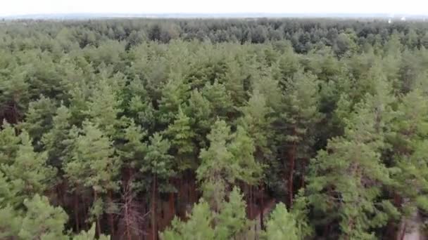Letecký Průzkum Nad Lesem Nad Borovicemi Pěšinu Dálce Vidět Řeka — Stock video