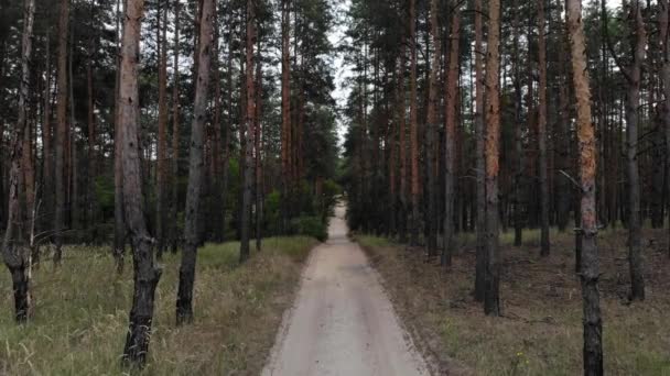 Disparando Largo Sendero Arenoso Través Bosque Pinos — Vídeo de stock