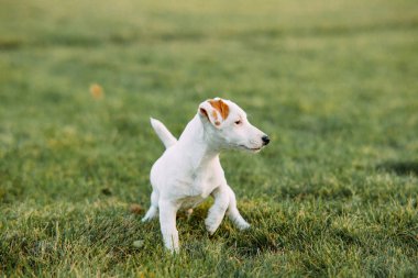 Jack Russell köpek yavrusu çim üzerinde yürüyor.
