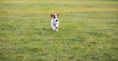 Jack Russell köpek yavrusu çim üzerinde çalışır.