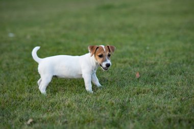 Jack Russell köpek yavrusu çimenlerin üzerinde yürüyor.