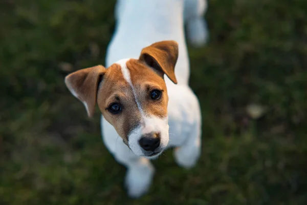 Portret van jack russell pup. — Stockfoto