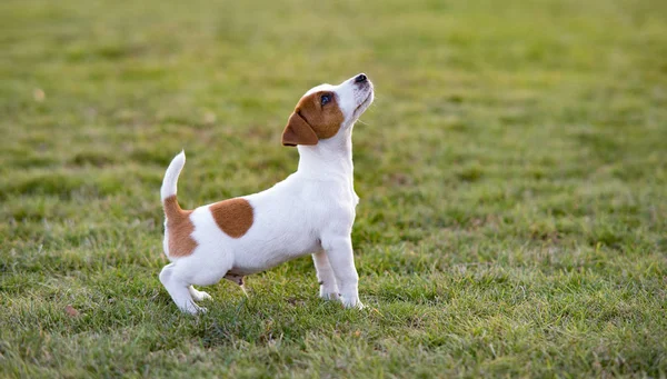Jack Russell puppy loopt op het gazon. — Stockfoto