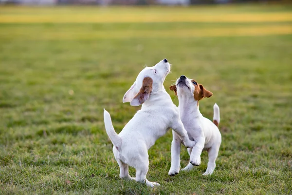 Twee Jack Russell puppies spelen op het gras. — Stockfoto