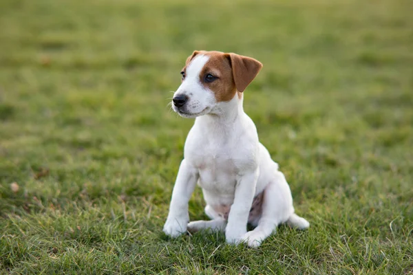 Jack Russell puppy zit op het gras. — Stockfoto