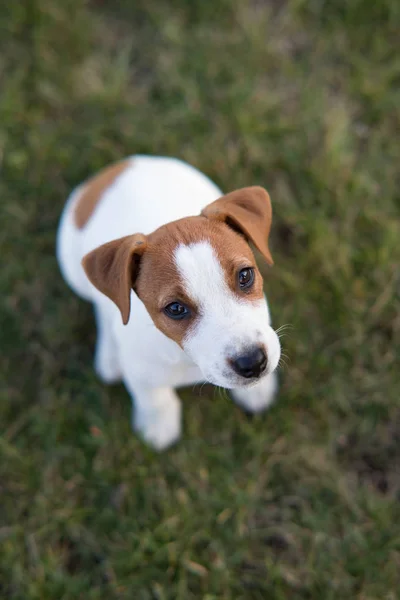 肖像画のジャック ラッセル子犬. — ストック写真