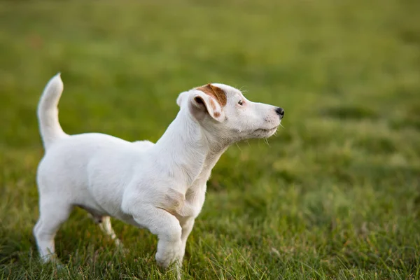 Jack Russell cachorro pasea por el césped . —  Fotos de Stock