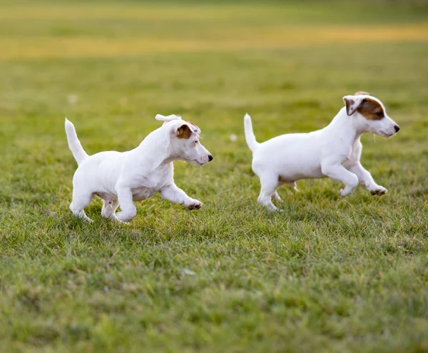 Dos cachorros Jack Russell juegan y corren por el césped . — Foto de Stock