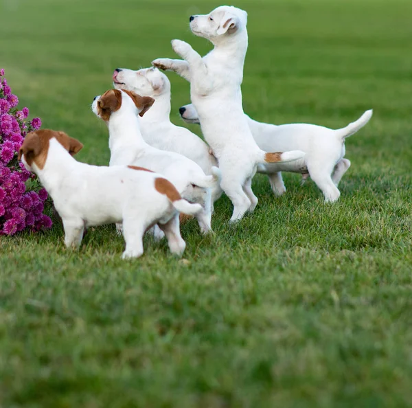 Vijf Jack Russell puppies spelen op het gazon. — Stockfoto