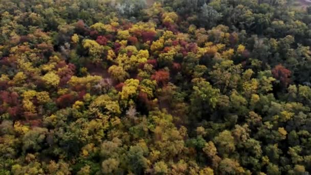 Sarı Kırmızı Turuncu Mor Yeşillikleri Ile Renkli Bir Sonbahar Ormanında — Stok video
