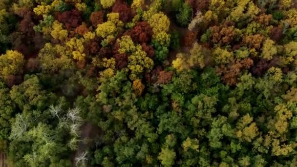 Maravilloso Paisaje Con Dron Colorido Bosque Otoñal Río Pueblo — Vídeo de stock