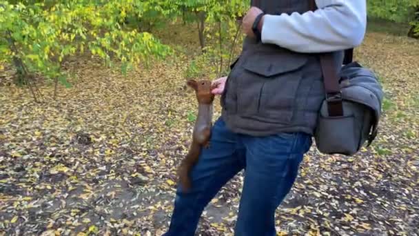 Young Man Feeds Squirrel Walnut Forest Background Yellow Autumn Leaves — ストック動画