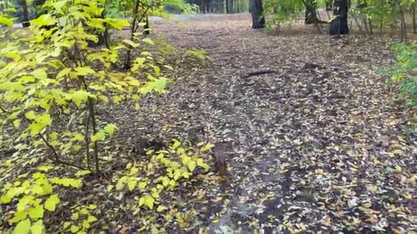 Jeune Homme Nourrit Écureuil Par Une Noix Dans Une Forêt — Video