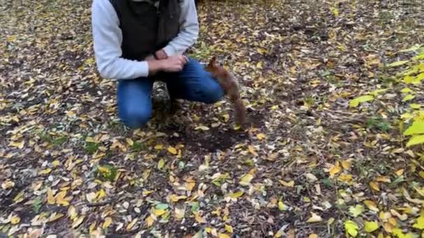 Młody Człowiek Karmi Wiewiórkę Orzechem Włoskim Lesie Tle Żółtych Jesiennych — Wideo stockowe