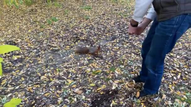 Young Man Feeds Squirrel Walnut Forest Background Yellow Autumn Leaves — Stock Video