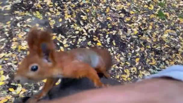 Un jeune homme nourrit un écureuil par une noix dans une forêt sur un fond de feuilles jaunes d'automne .