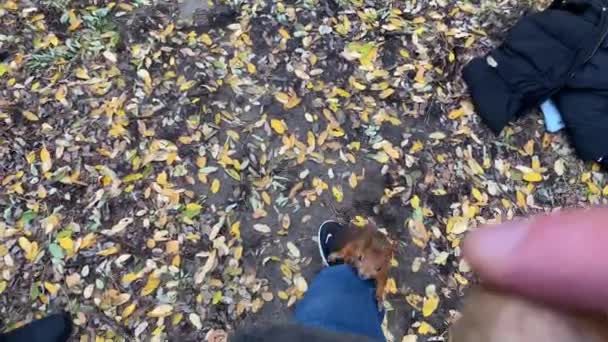 Young Man Feeds Squirrel Walnut Forest Background Yellow Autumn Leaves — Stock Video