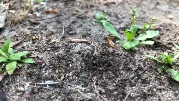 Viele Schwarze Ameisen Kriechen Schnell Und Willkürlich Durch Den Boden — Stockvideo