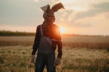 Tavşan kulaklı büyücü imajı olan adam gün batımına karşı buğday tarlalarının arasında duruyor..