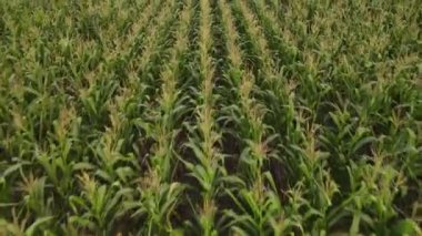 Tarladaki mısır tarlalarına drone görüntüsü. Kameranın ileri hareketi. Alçak irtifada uçuyor.