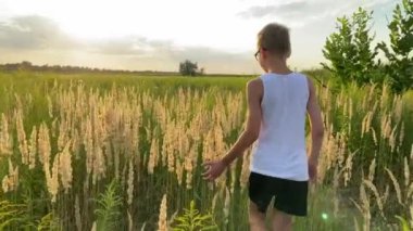 Gözlüklü çocuk çayırda yürür ve ellerinin çimen kulaklarıyla dokunur ve gün batımında gökyüzünün arka planına karşı yabani otların cilvesi.