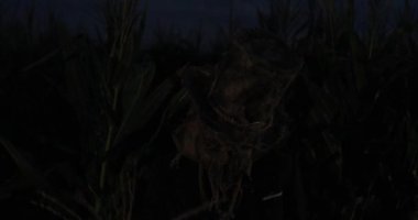 Canlandırılmış ölü görüntüsü olan adam gece Mısır tarlasında çok renkli ışıkla aydınlanıyor..