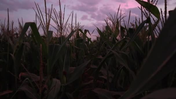 Mann Bild Des Wiederbelebten Toten Guckt Durch Maisfeld Vor Dem — Stockvideo