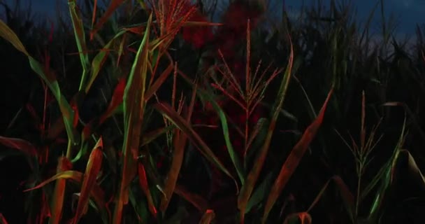 Man Image Revived Dead Comes Out Cornfield Looks Night — Stock Video