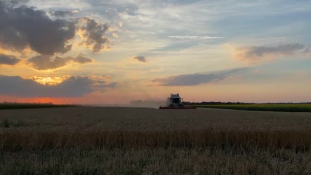 Die Erntemaschine Fährt Durch Ein Weizenfeld Und Erntet Gegen Den — Stockvideo