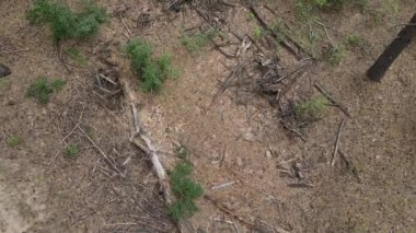 Çam ormanının en üst manzarası. Düşmüş dalları, eski gövdeleri, iğneleri ve konileri var. Kamera yukarıdan aşağıya hareket ediyor.