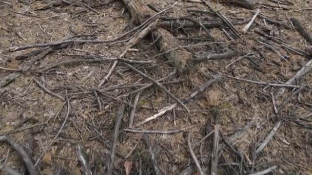 Blick Von Oben Auf Den Waldboden Des Kiefernwaldes Mit Abgefallenen — Stockvideo