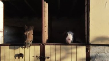 İki at ve iki midilli ahırda dikilip çiftliğe bakıyorlar..