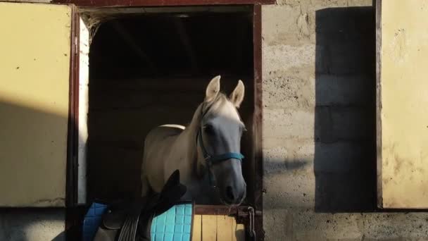 Två Hästar Och Två Ponnyer Står Stallet Och Tittar Över — Stockvideo