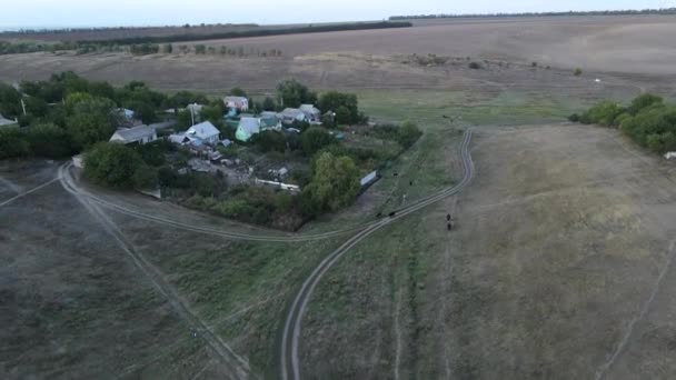 Piękny Widok Drona Wsi Wśród Łąki Brudne Drogi Krowy Spacerujące — Wideo stockowe