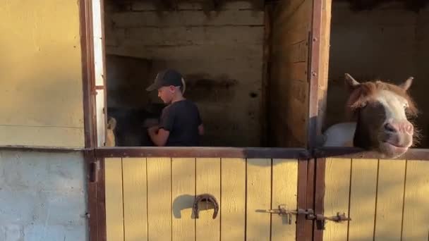 Ein Mädchen steht im Stall und bürstet das Fell des Ponys vom Dreck.
