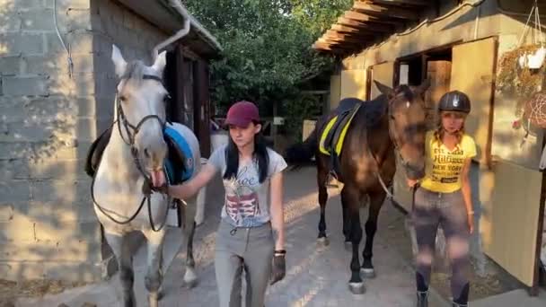 Young Horsewomen Lead Horses Bridles Walk Equestrian Club — Stock Video