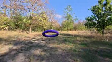 Mutlu Dalmaçyalı köpek çayırda koşuyor, parlak mor bir yüzük oyuncağı taşıyor. Parkta güneşli bir günde ev sahibiyle oynayan aktif bir hayvan..