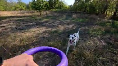 Sahibi ve mor oyuncağıyla çekiştirmece oynayan mutlu bir Dalmaçyalı köpeğe yakın plan. Parkta güneşli bir günde neşeli, enerjik bir evcil hayvan.